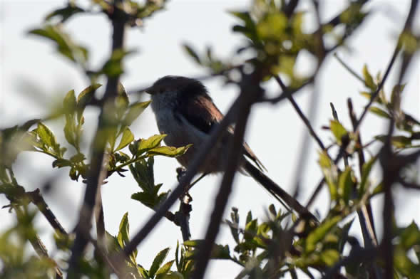 long tialed tit